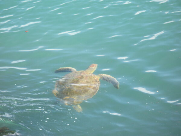 Tortue verte à l'îlet la Mère